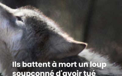 Ils battent à mort un loup soupçonné d'avoir tué huit enfants dans un village en Inde
