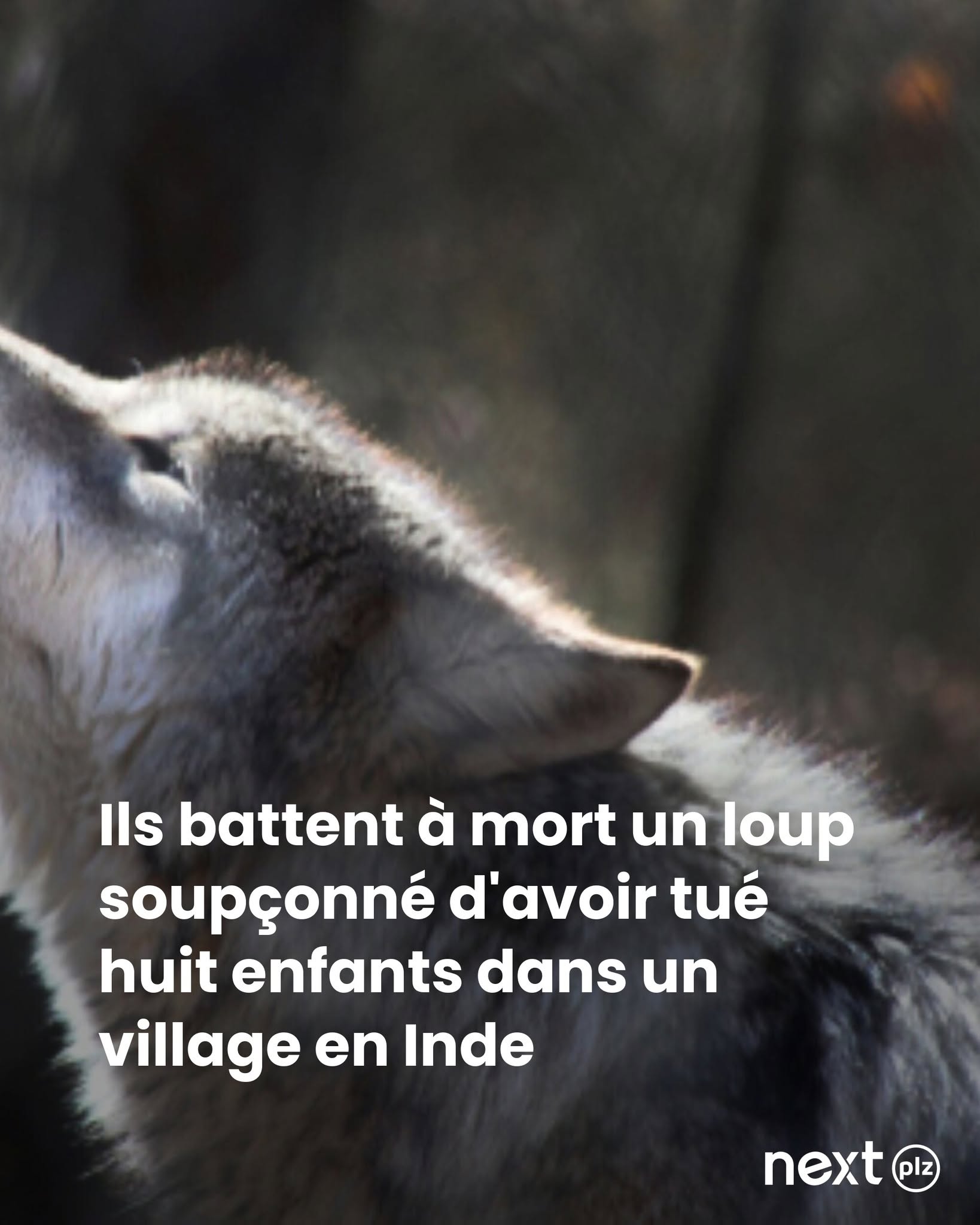 Ils battent à mort un loup soupçonné d'avoir tué huit enfants dans un village en Inde
