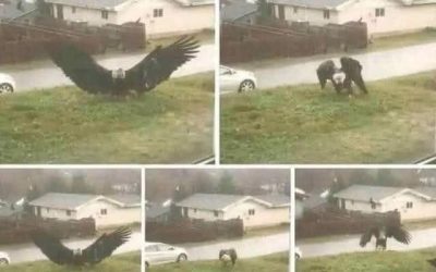 Un aigle tente d’emporter une fillette : la scène choc filmée