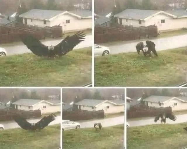 Un aigle tente d’emporter une fillette : la scène choc filmée