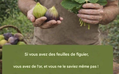 feuille de figuier